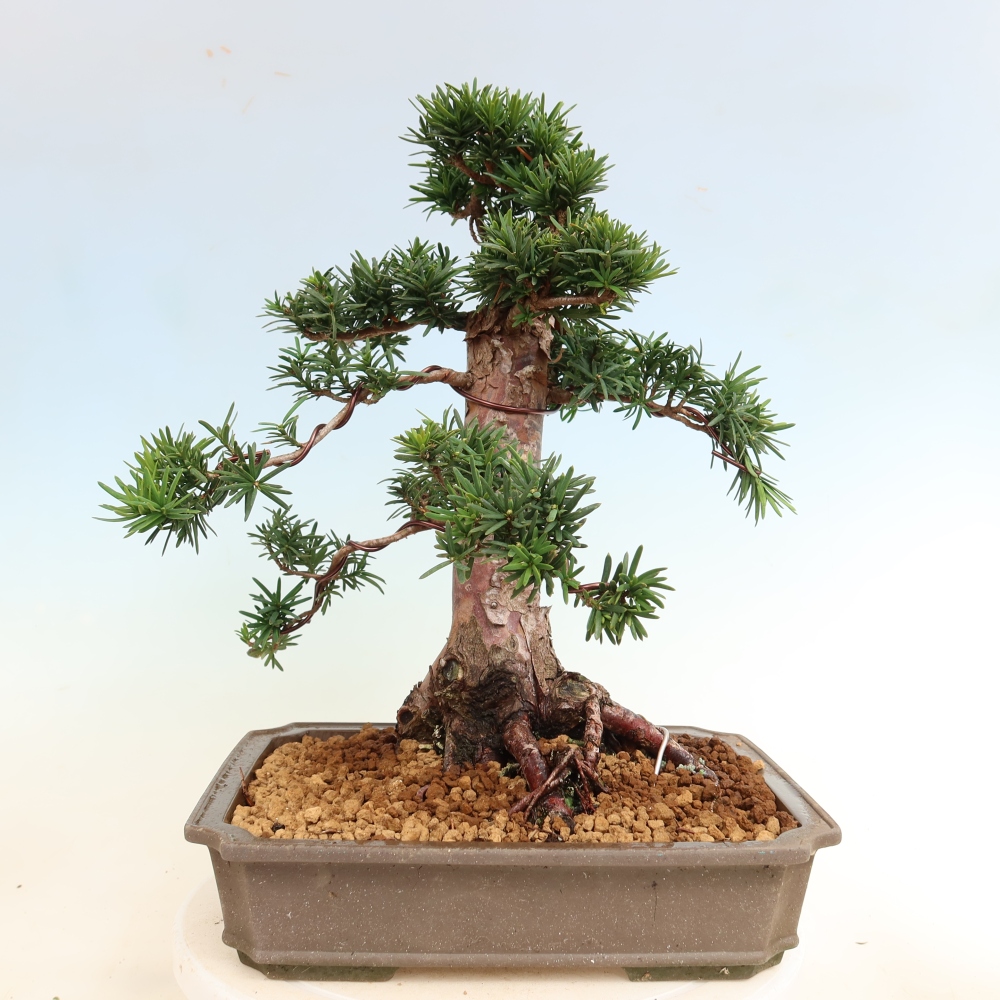 Bonsai für draußen - Taxus cuspidata - Japanische Eibe