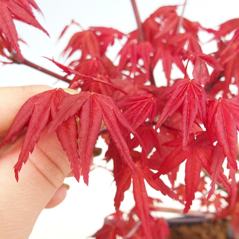 Outdoor bonsai - dlanitolistý klon - Acer palmatum DESHOJO