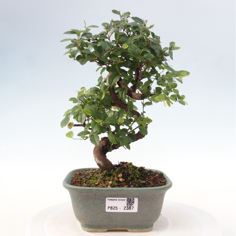 Zimmerbonsai - Sagerécie thea - Sagerécie thea