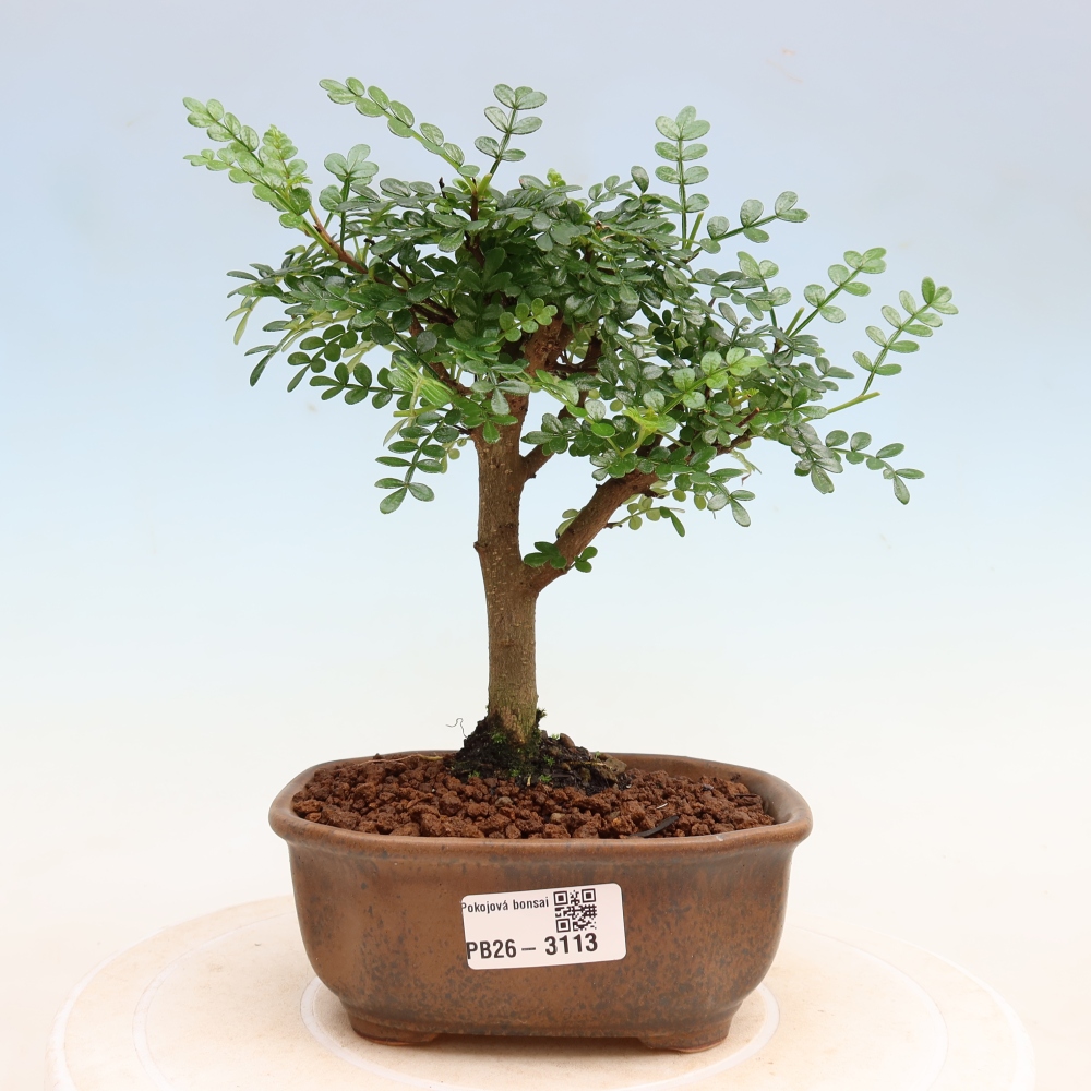 Zimmer Bonsai - Zantoxylum piperitum - Pfefferbaum