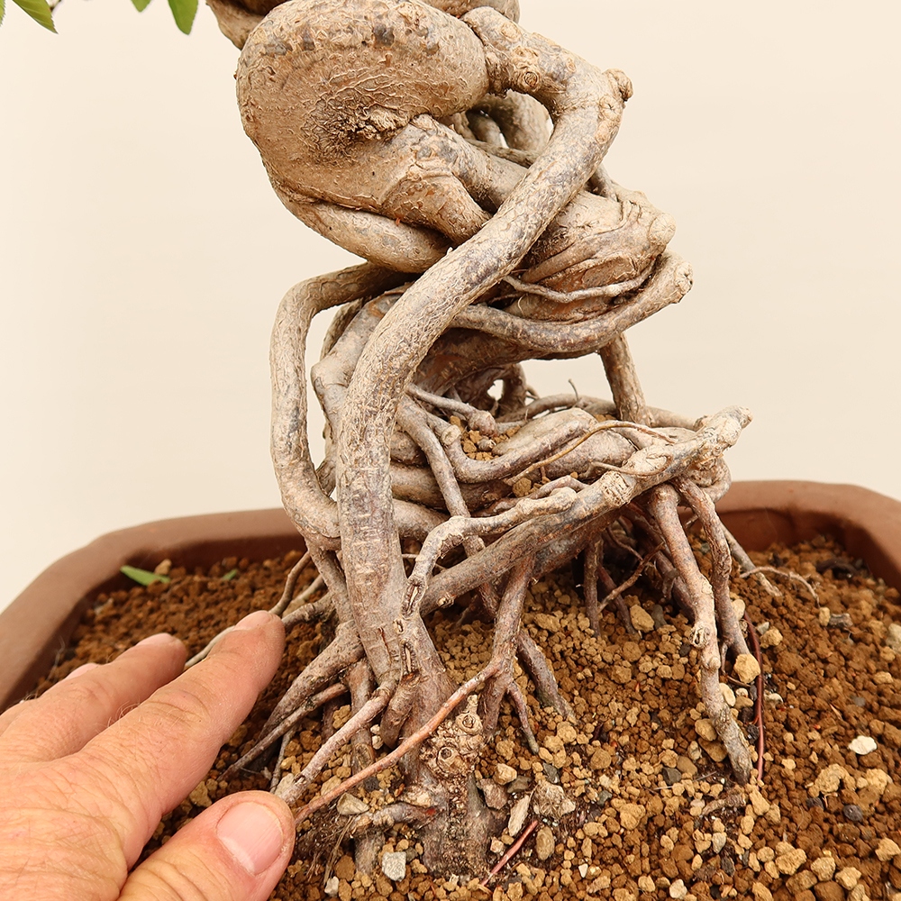 Bonsai im Freien - Carpinus Coreana - Koreanische Hainbuche