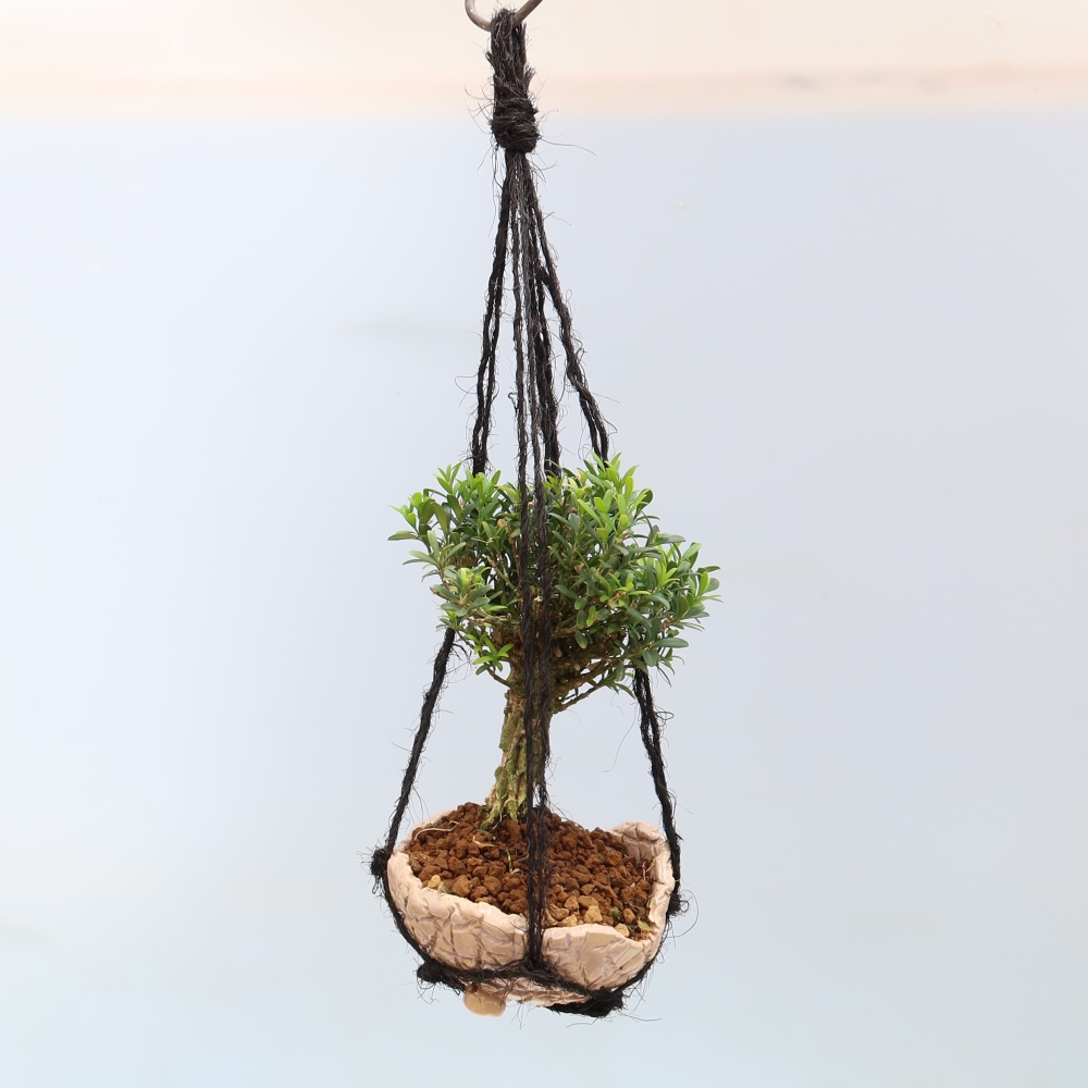Kokedama in Keramik – Buxus harlandii – Korkbuchsbaum