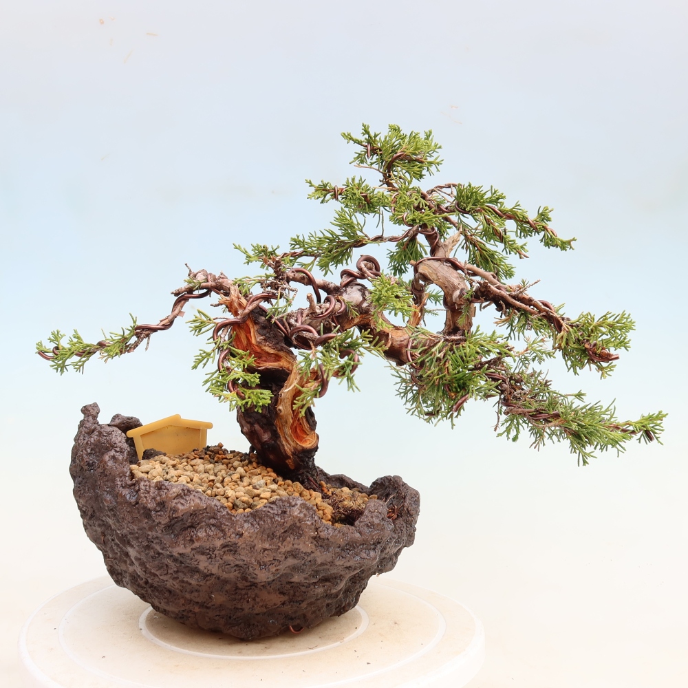 Bonsai für draußen - Juniperus chinensis Itoigawa-Juniperus chinensis