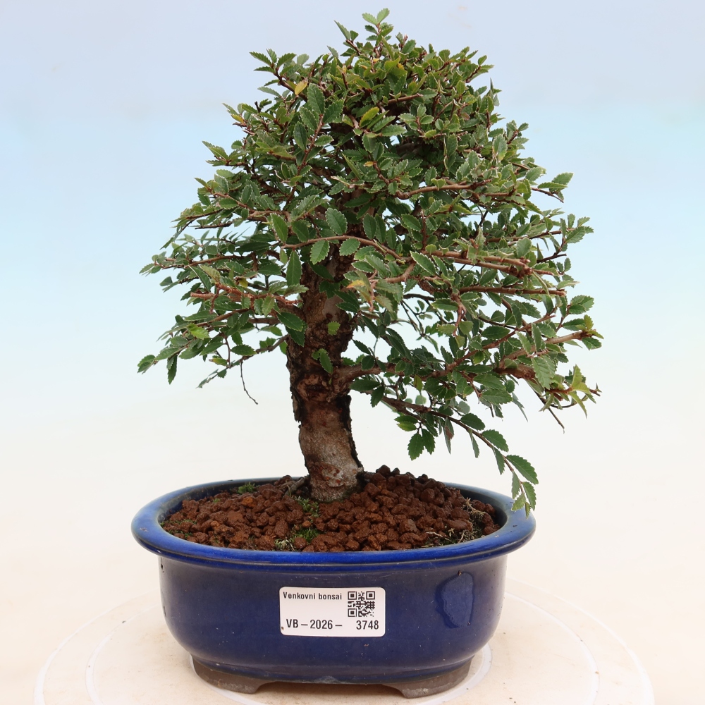 Bonsai für draußen - Zelkova - Zelkova NIRE