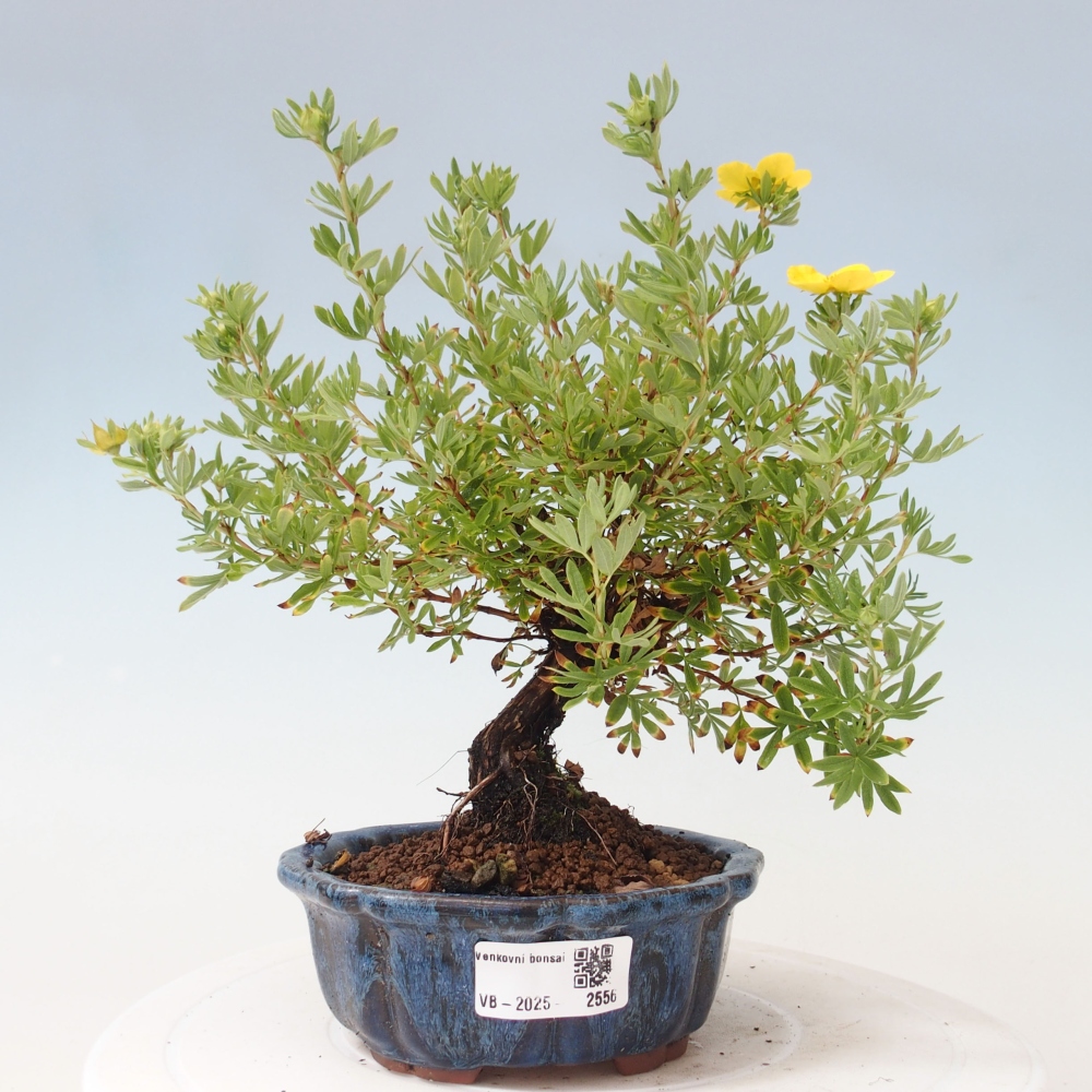 Outdoor-Bonsai-Fingerkraut - Potentila fruticosa gelber Vogel