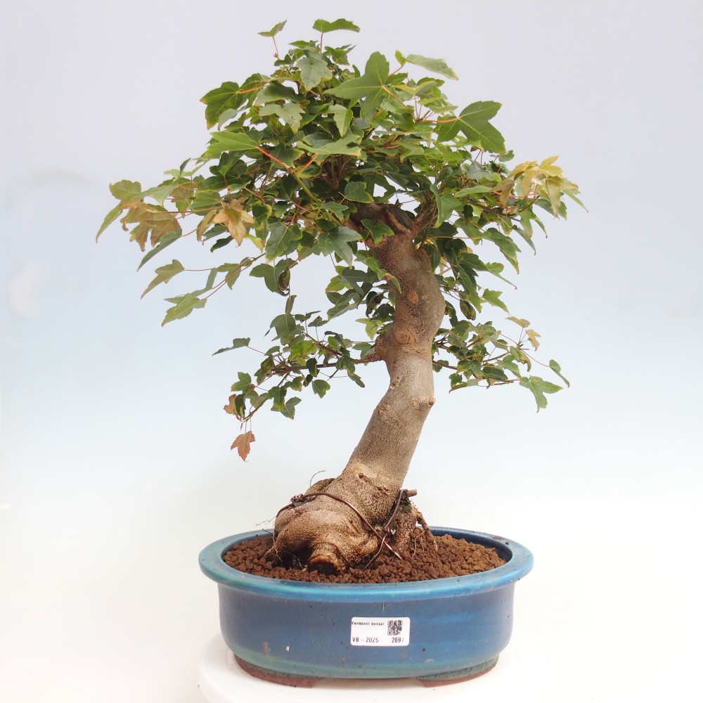 Bonsai im Freien - Ahorn Buergerianum - Burger Maple