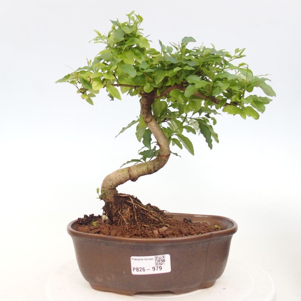 Zimmer Bonsai -Ligustrum chinensis - Vogelschnabel