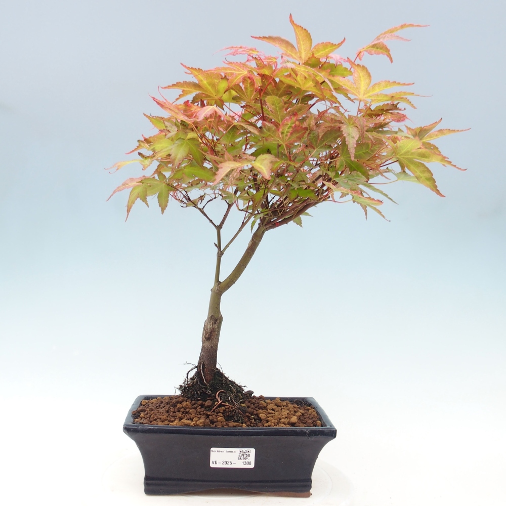 Ahorn - Acer palmatum Beni Tsukasa