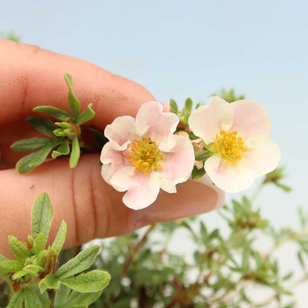 Bonsai für draußen - Potentila fruticosa