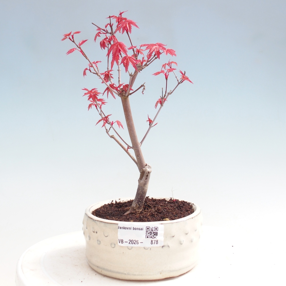 Bonsai für draußen - Acer palmatum DESHOJO
