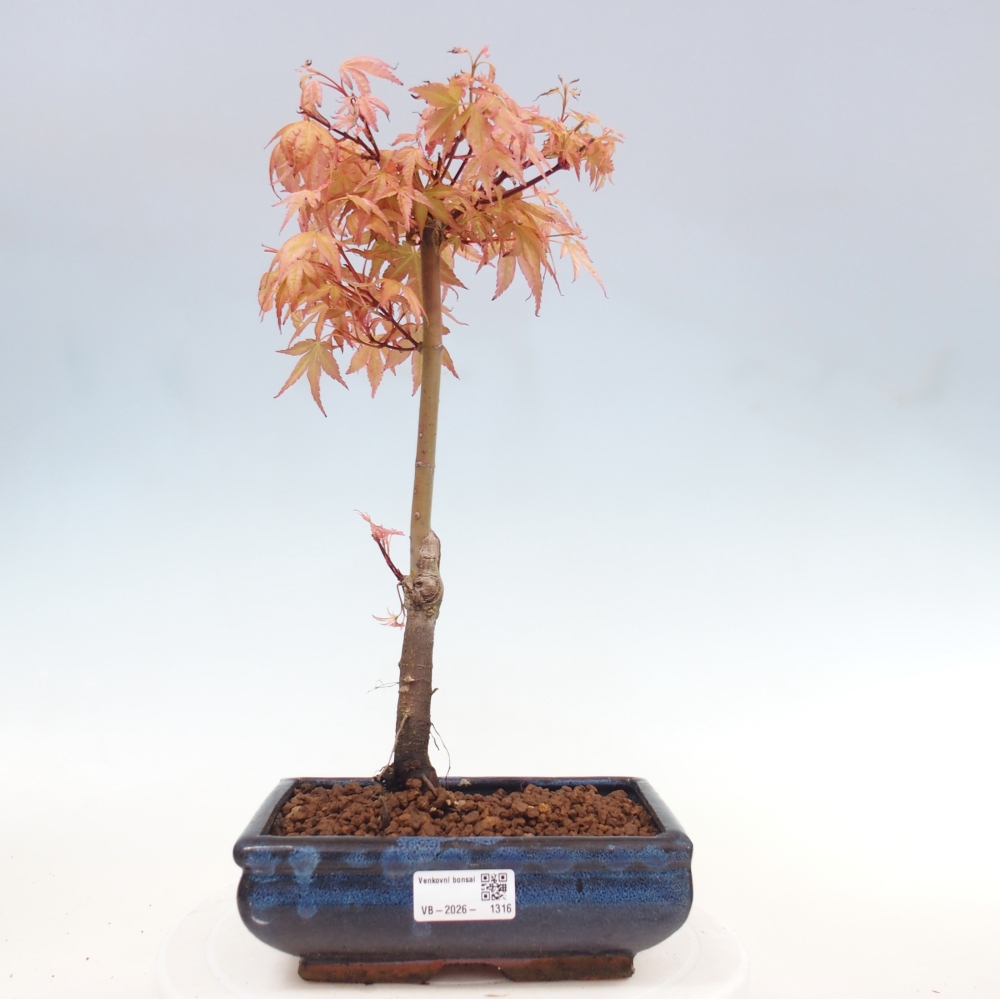 Spitzahorn - Acer palmatum Beni Tsukasa