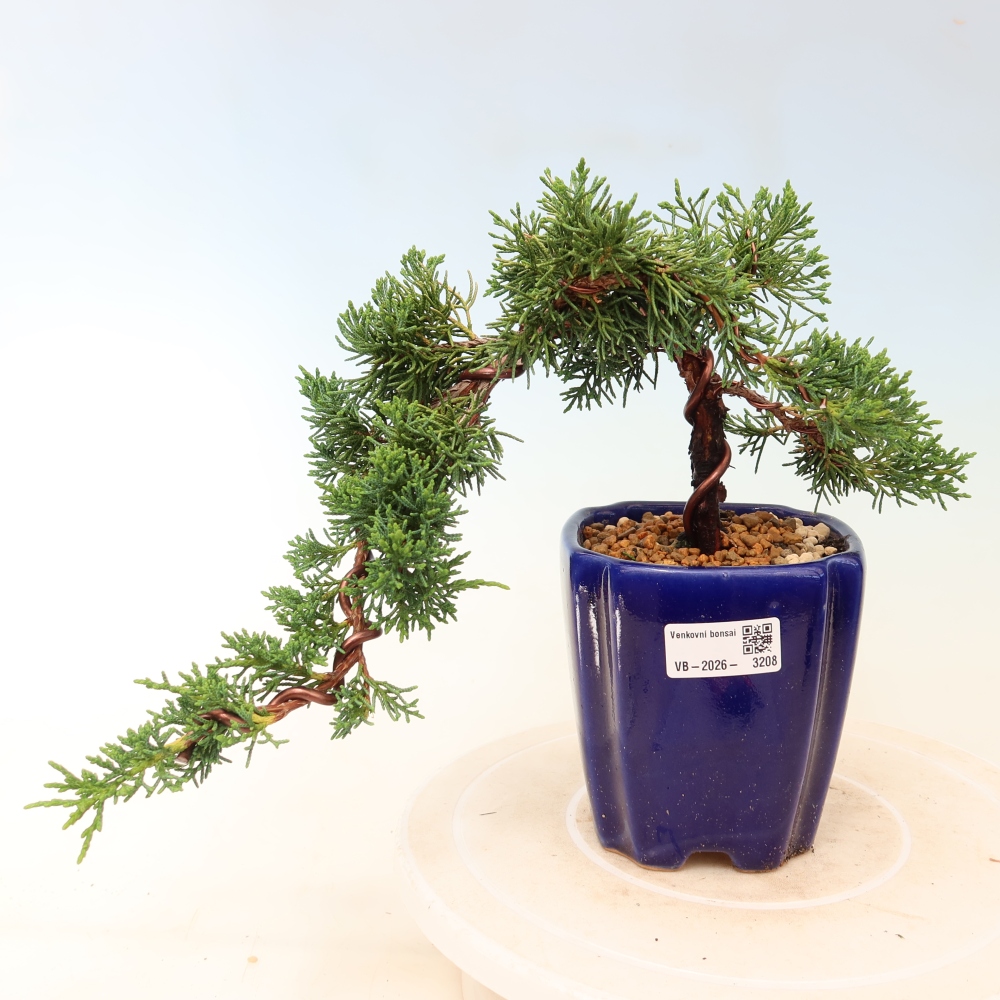 Bonsai für draußen - Juniperus chinensis Kishu