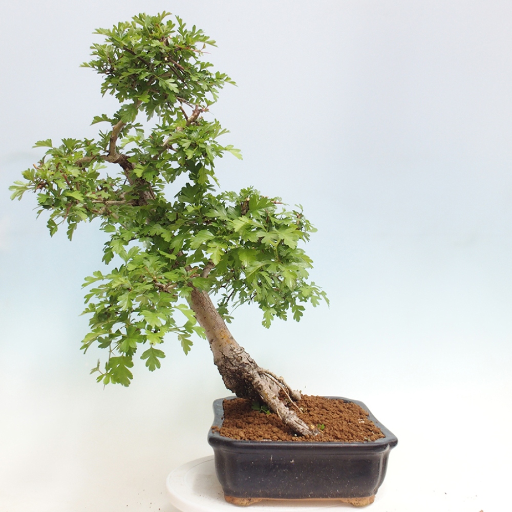 Bonsai im Freien - Weißdorn - Crataegus monogyna