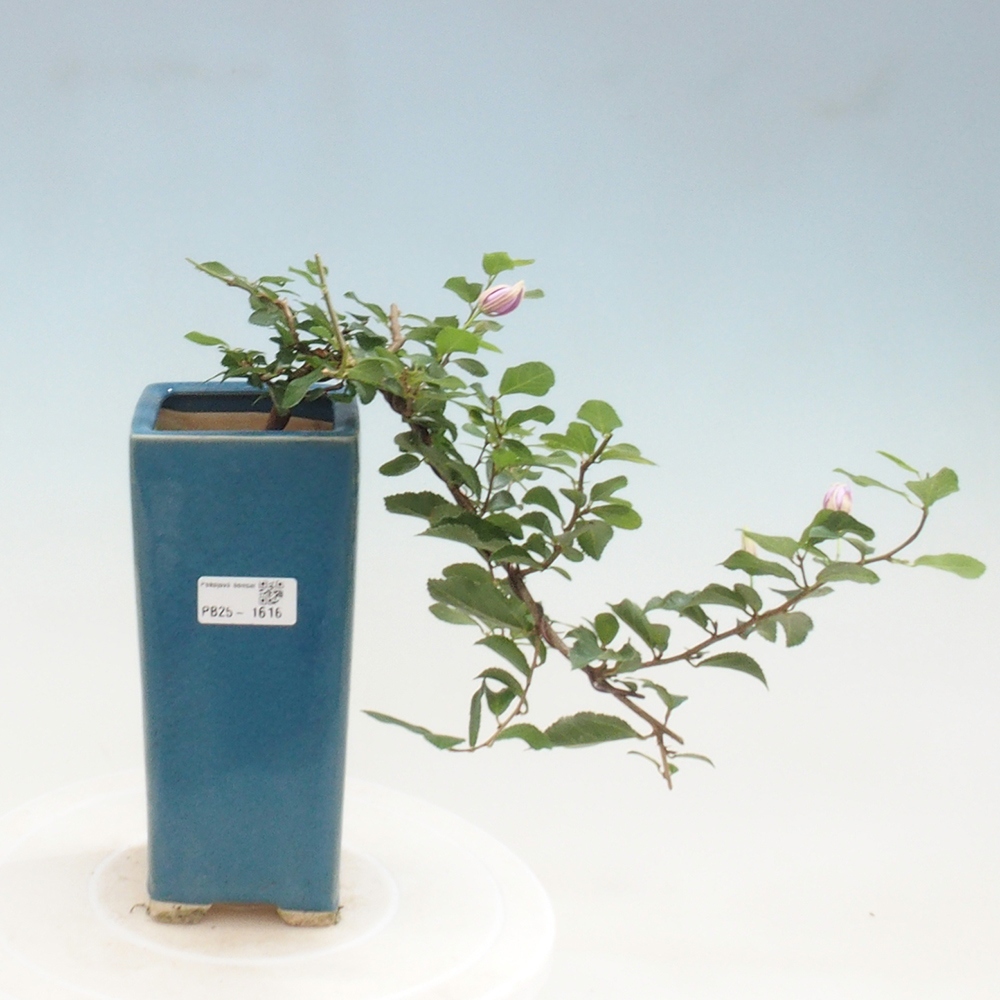 Zimmerbonsai - Grewia occidentalis - Lavendelstern
