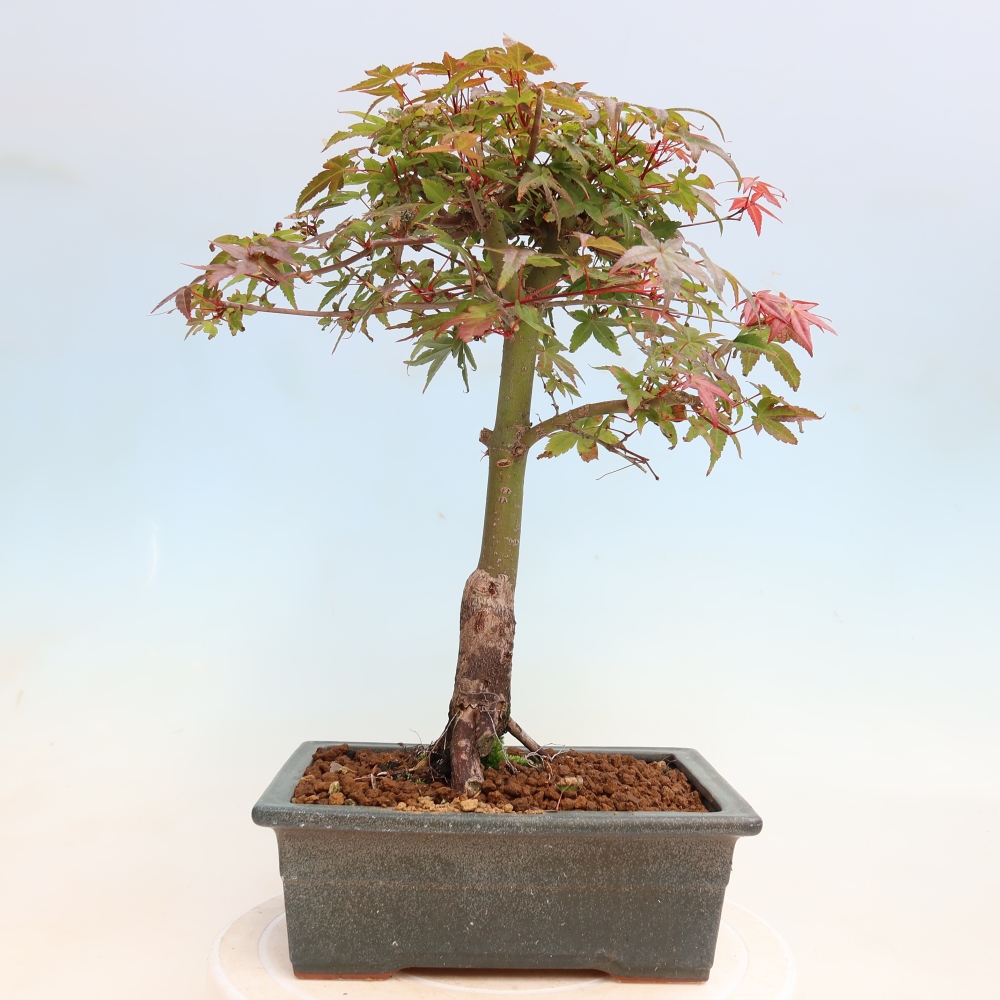 Bonsai für draußen - Acer palmatum DESHOJO