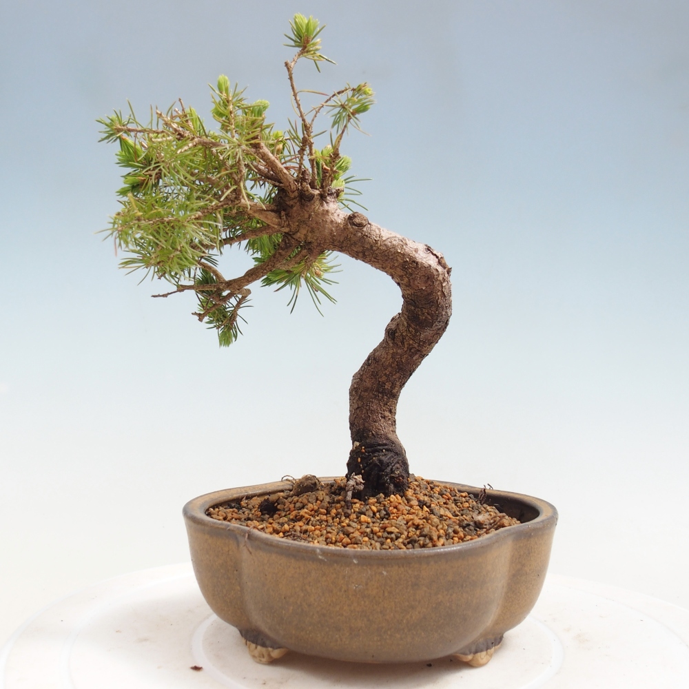 Bonsai für draußen - Fichte - Picea glauca globe