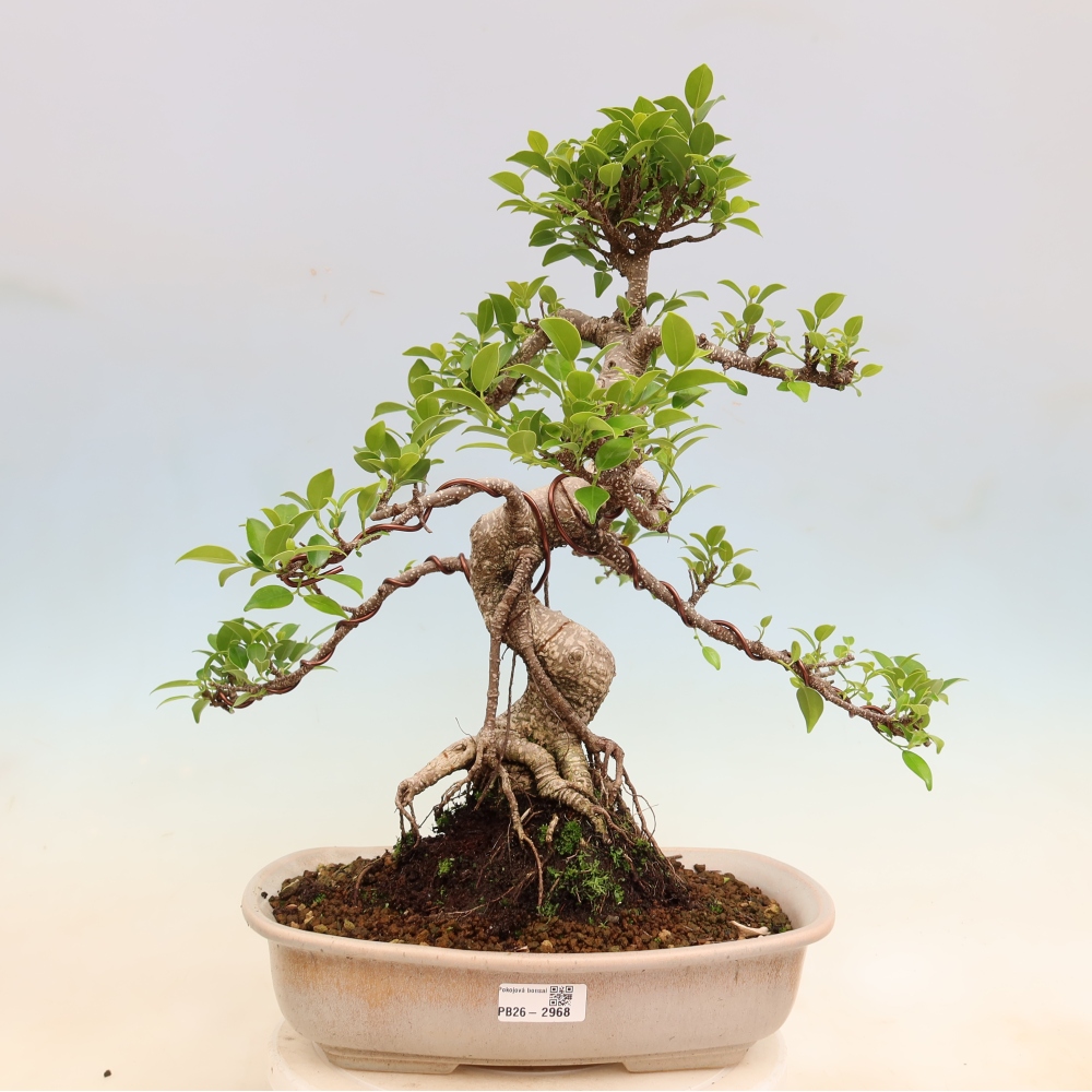 Zimmerbonsai - Ficus kimmen - Kleinblättriger Ficus