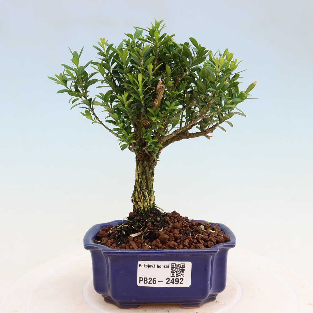 Zimmer Bonsai - Buxus harlandii - Korkbuxus
