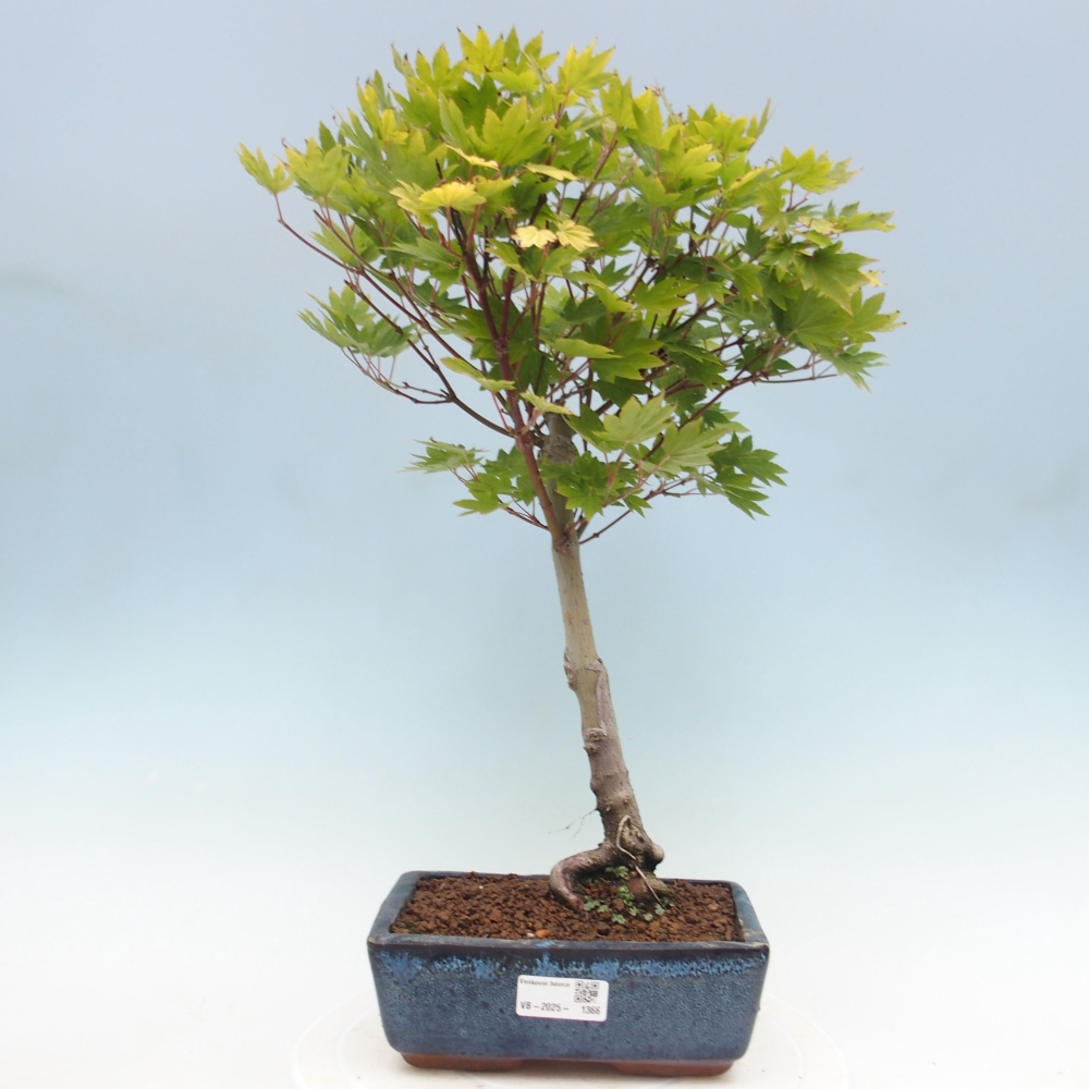 Bonsai im Freien - Ahorn palmatum katsura GISAN - Ahorn palmat