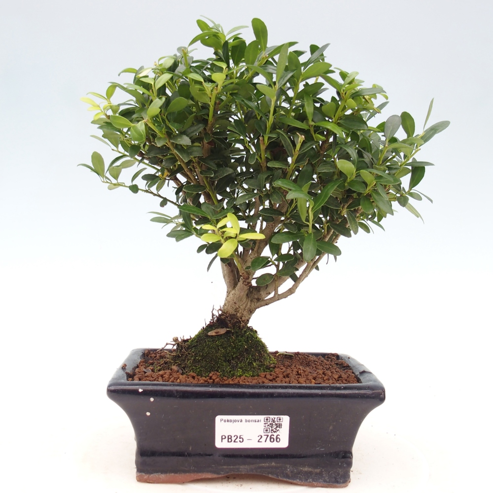 Indoor bonsai - Ilex crenata - Holly