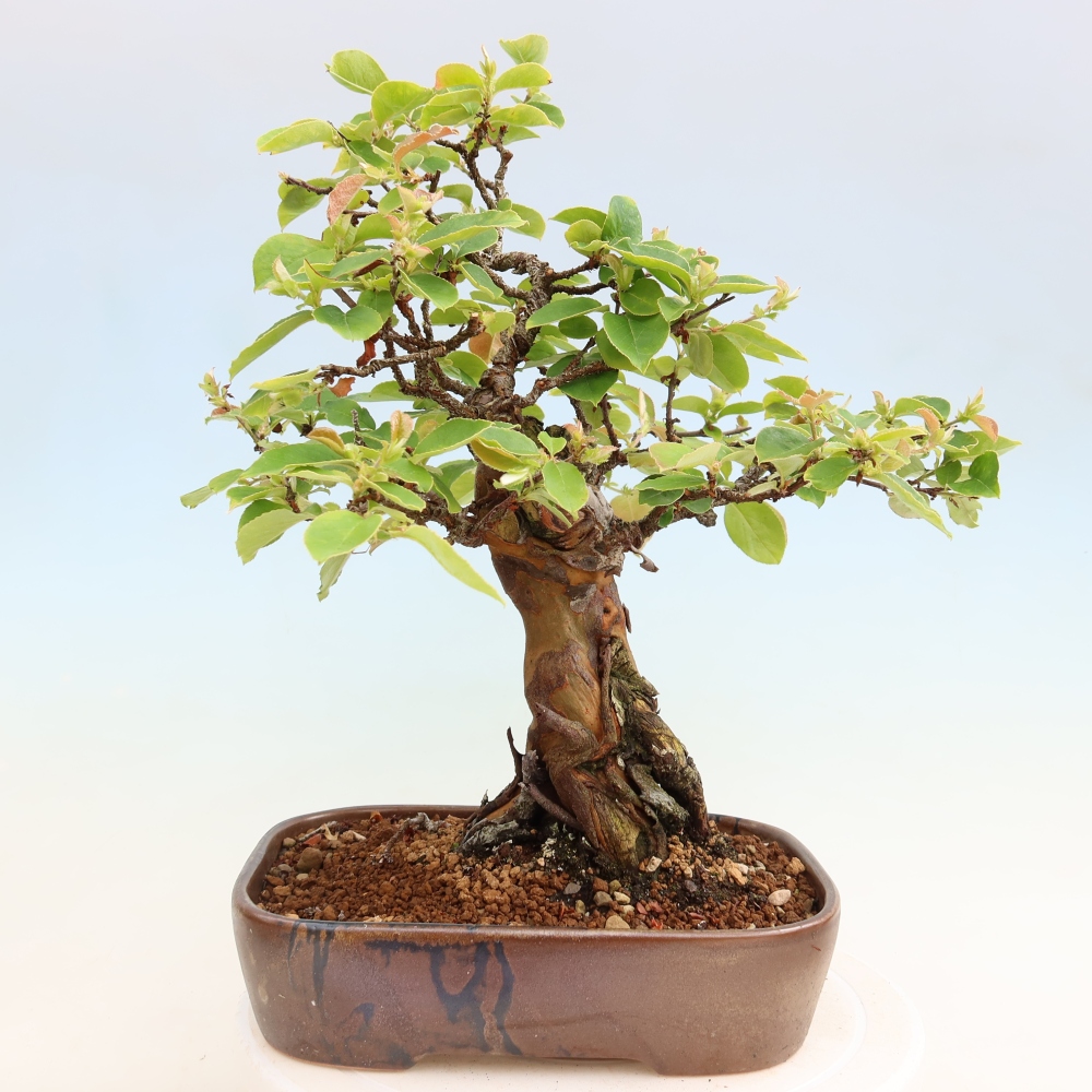 Bonsai für draußen - Pseudocydonia sinensis - Chinesische Quitte