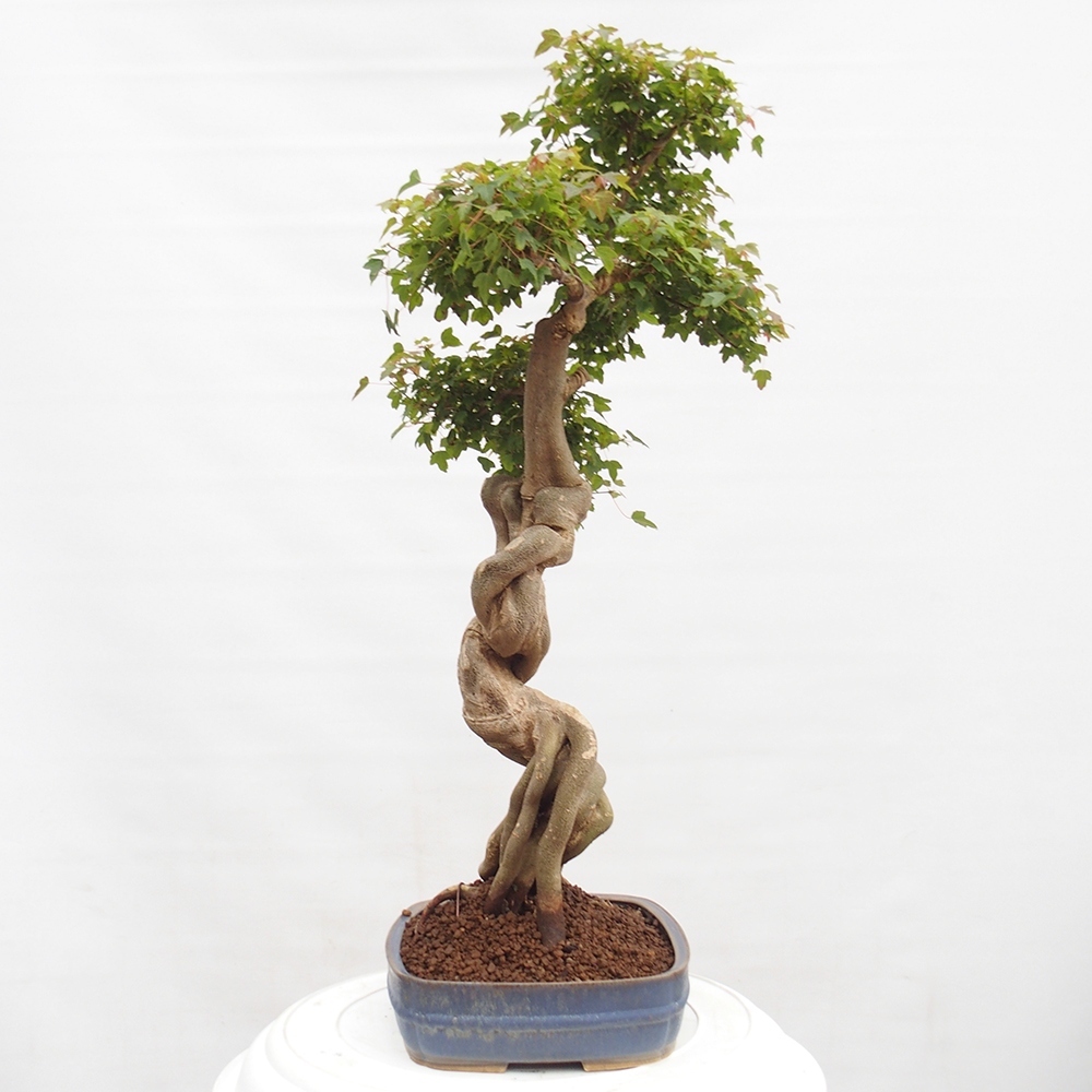 Bonsai im Freien - Ahorn Buergerianum - Burger Maple