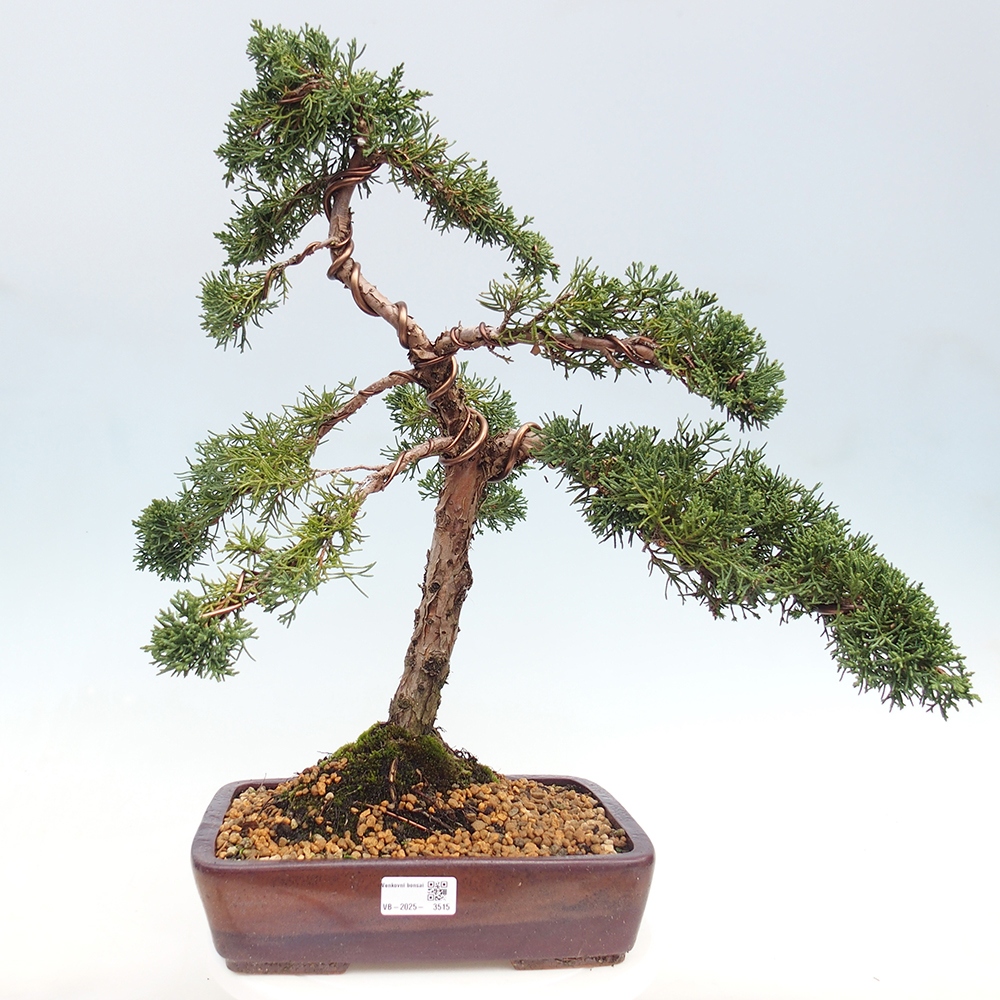 Outdoor-Bonsai - Juniperus chinensis Kishu - Chinesischer Wacholder