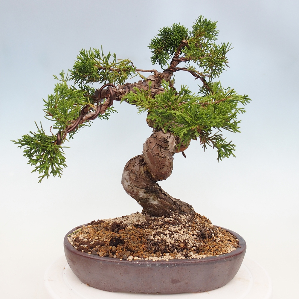 Outdoor bonsai - Juniperus chinensis Itoigawa - Chinese juniper