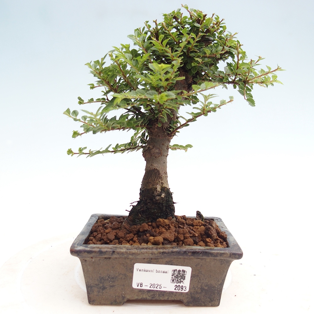 Bonsai im Freien - Ulmus parvifolia Hokkaido - Chinesische Ulme