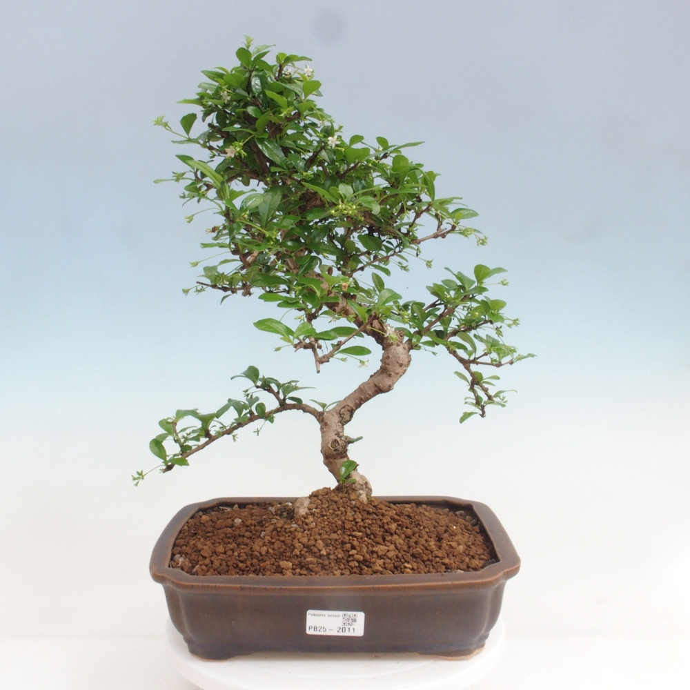 Zimmer Bonsai - Carmona macrophylla - Tea Fuki