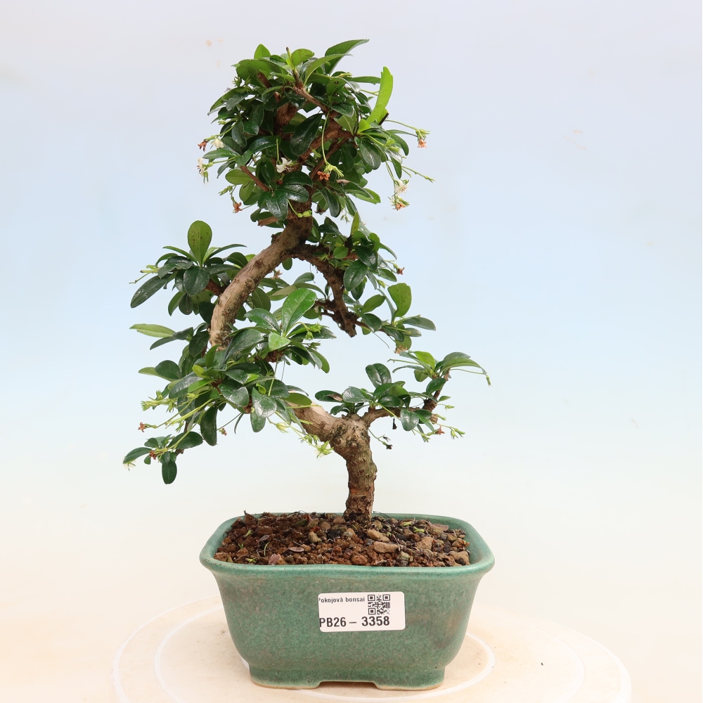 Zimmer-Bonsai - Carmona macrophylla - Tee-Fuki