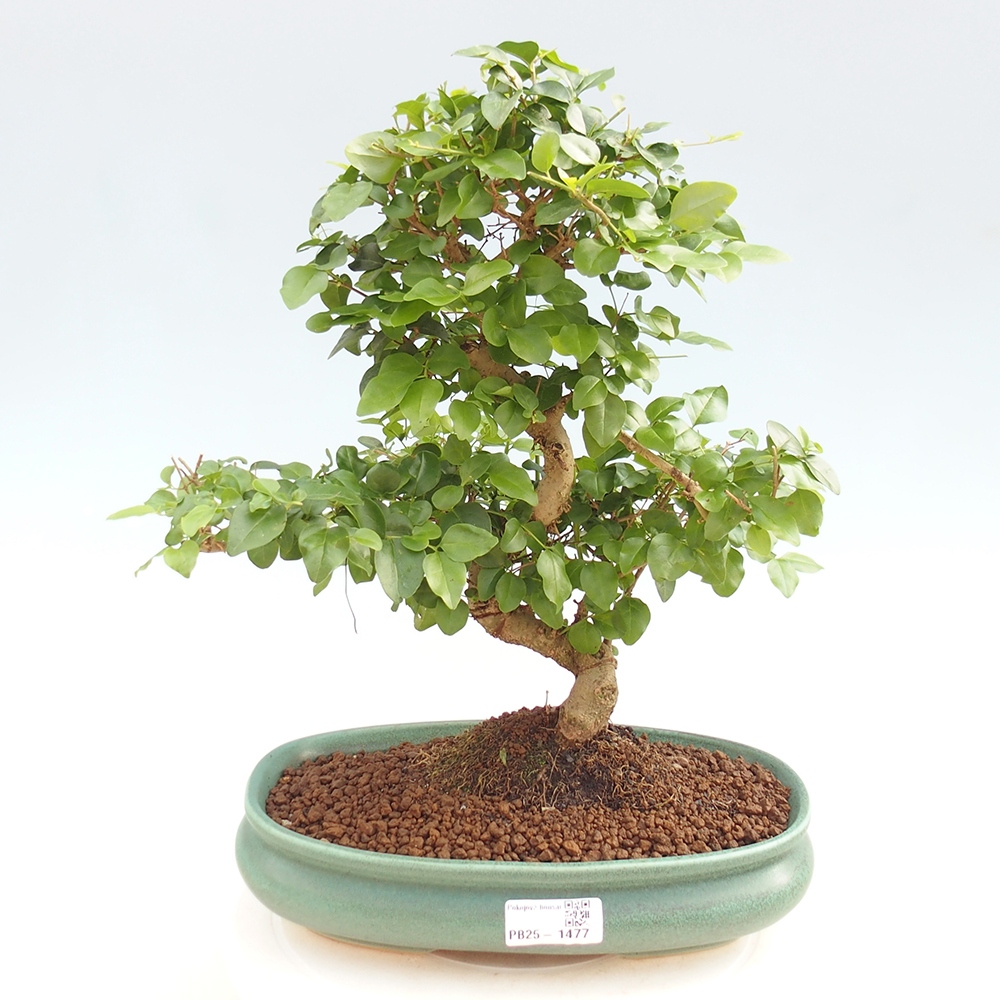 Zimmerbonsai -Ligustrum chinensis - Liguster
