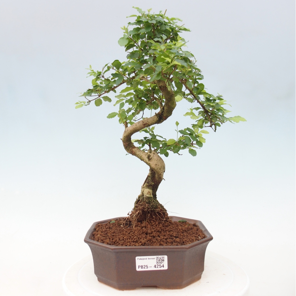 Zimmer Bonsai -Ligustrum chinensis - Vogelschnabel