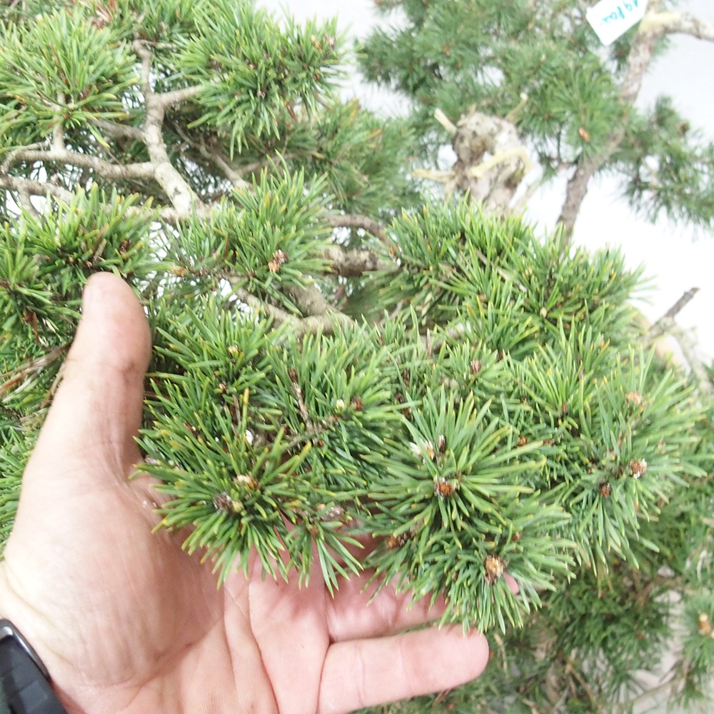 Yamadori - Pinus sylvestris 