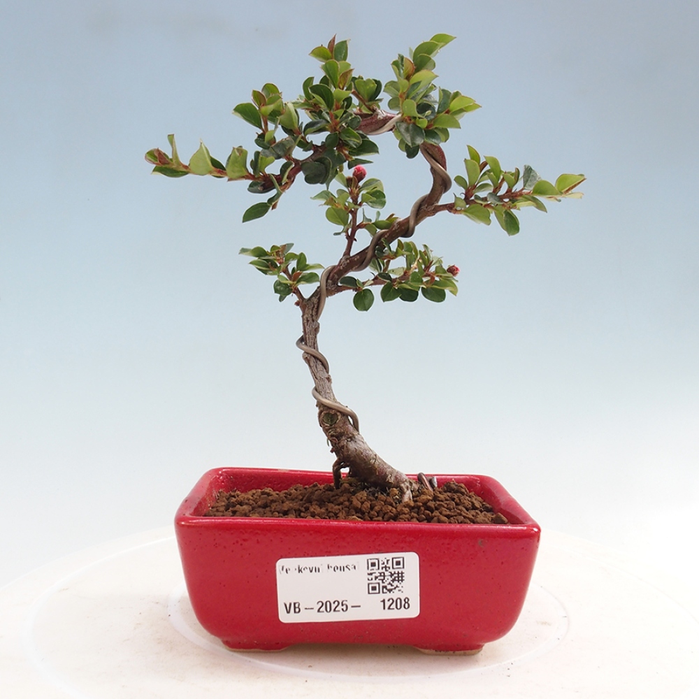 Bonsai im Freien - Cotoneaster horizontalis - Felsenbaum