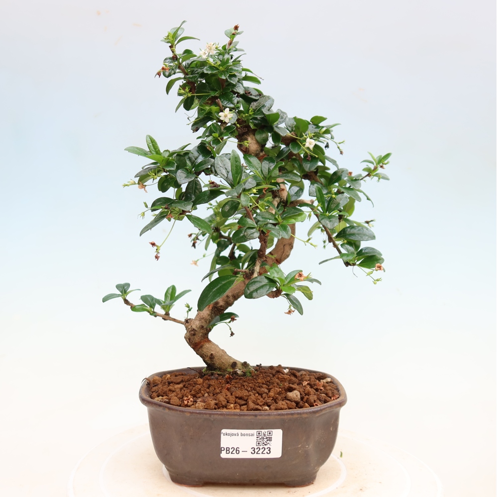 Zimmer-Bonsai - Carmona macrophylla - Tee-Fuki