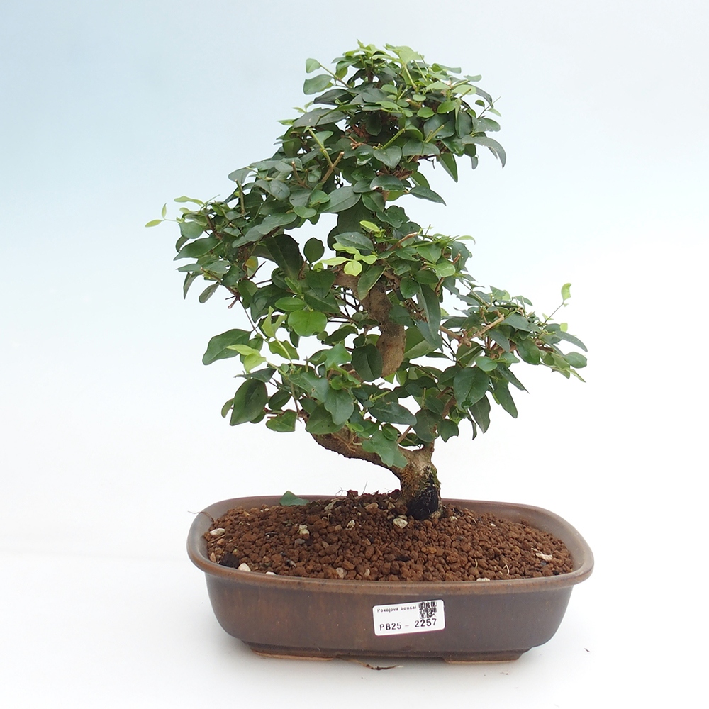 Zimmerbonsai -Ligustrum chinensis - Liguster