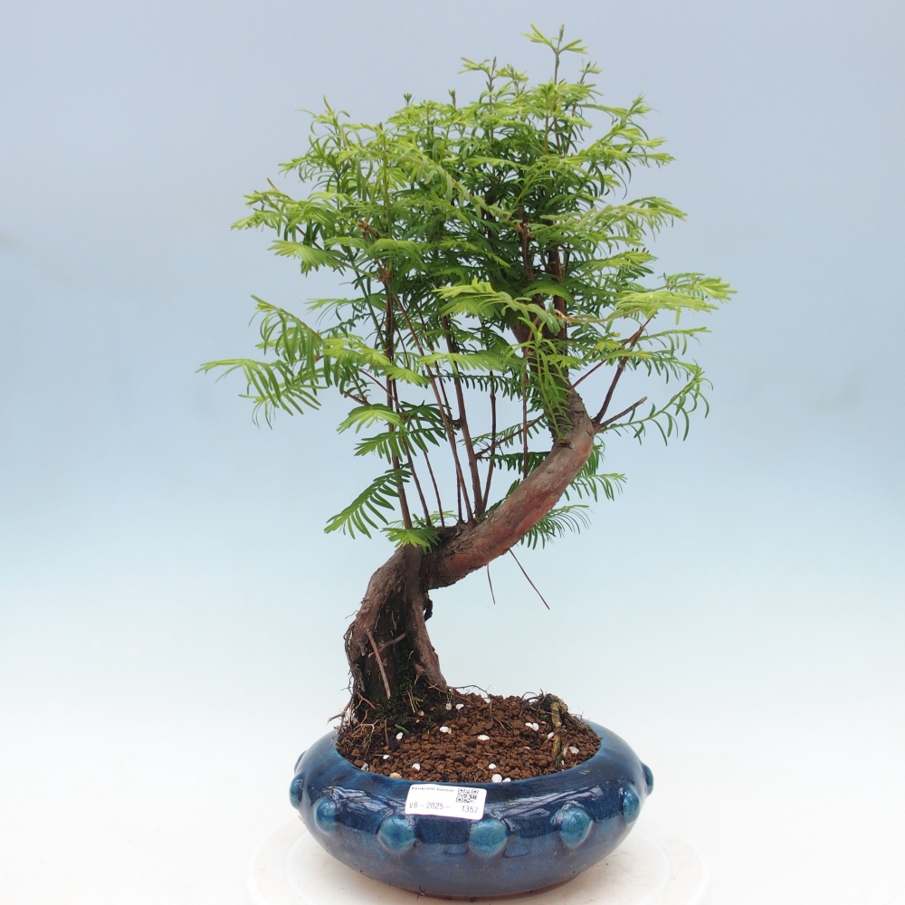 Bonsai im Freien - Metasequoia glyptostroboides - Chinesischer Metasequoia
