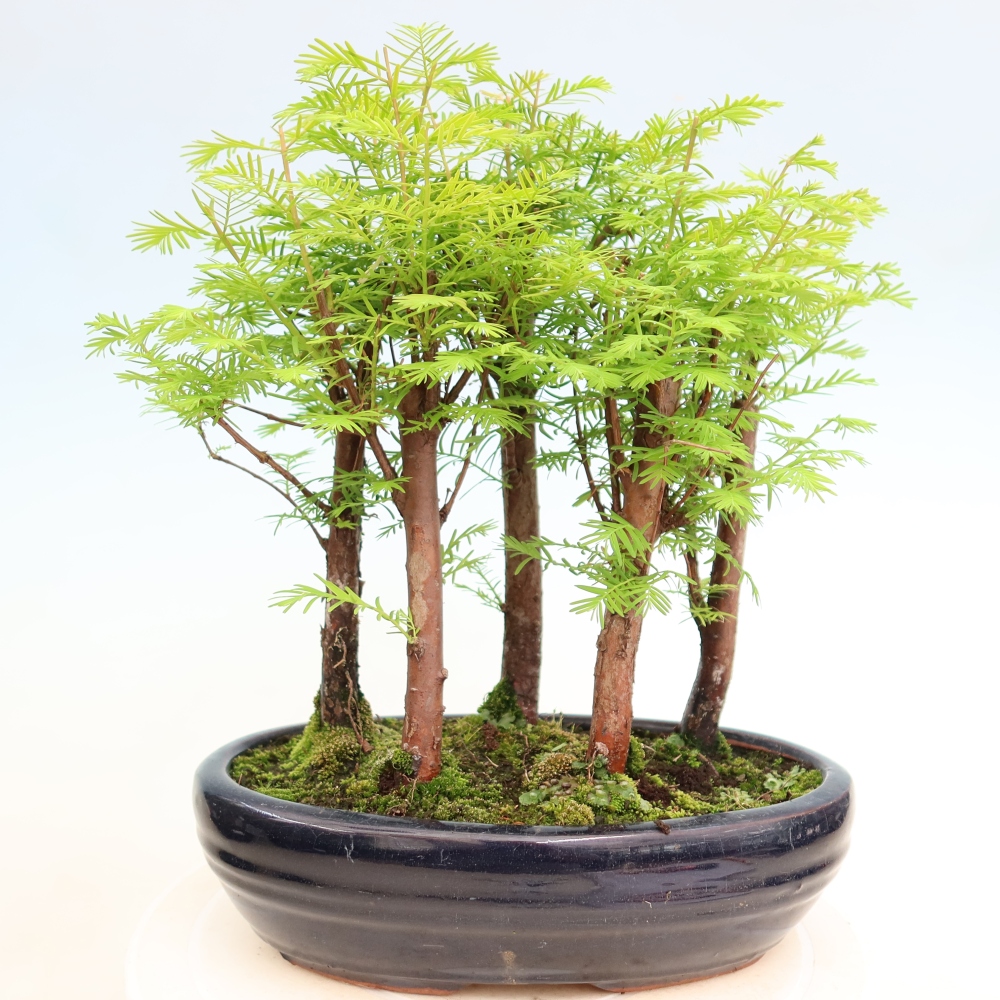 Bonsai für den Außenbereich – Metasequoia glyptostroboides – Chinesische Metasequoia – Wäldchen