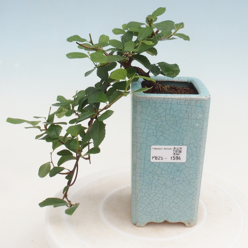 Zimmerbonsai - Grewia occidentalis - Lavendelstern