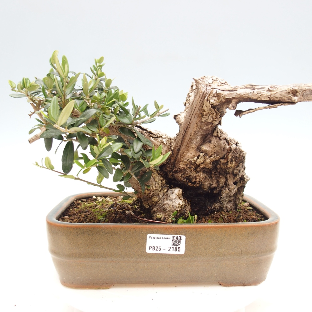 Indoor-Bonsai - Olea europaea sylvestris - Europäisches kleinblättriges Olivenöl