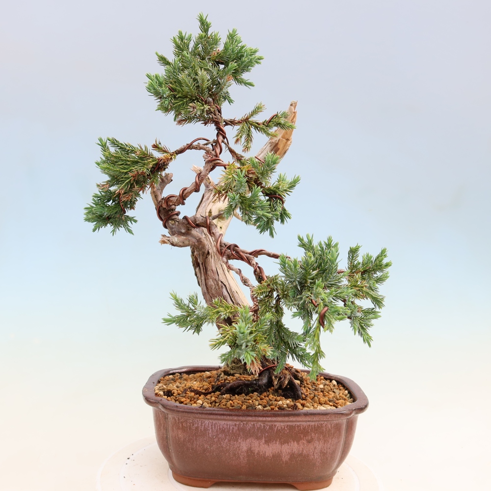 Bonsai für den Außenbereich – Juniperus squamata – Schuppiger Wacholder