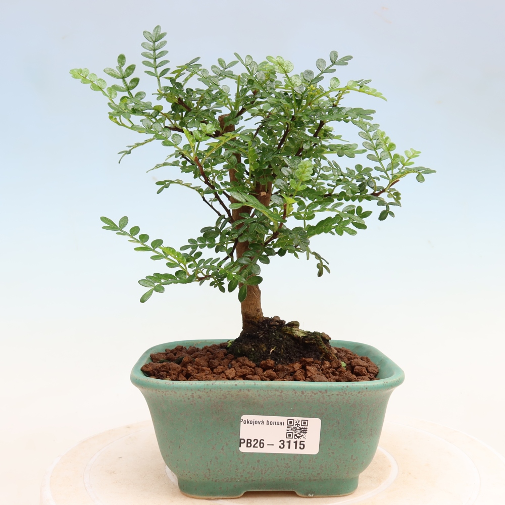 Zimmer Bonsai - Zantoxylum piperitum - Pfefferbaum