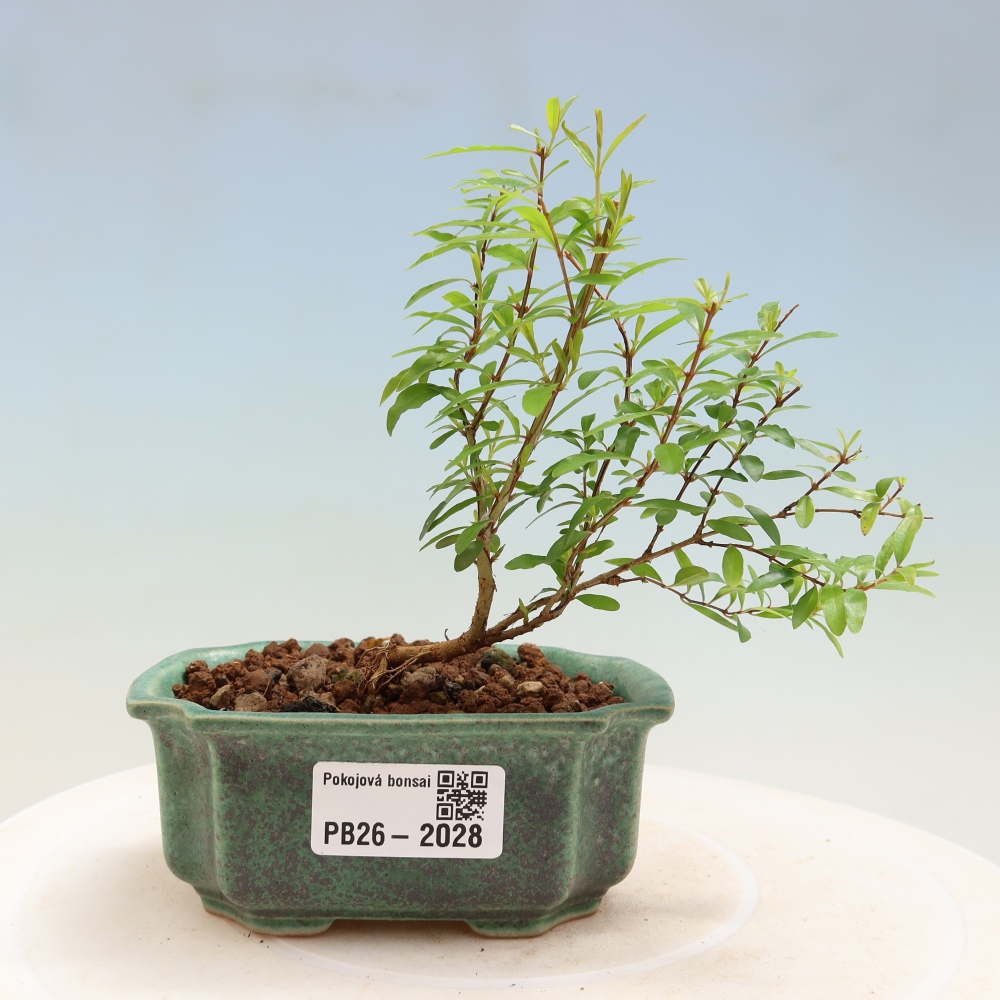 Zimmer-Bonsai-PUNICA granatum nana-Apfel-Granatapfel