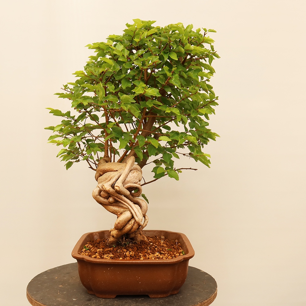 Bonsai im Freien - Carpinus Coreana - Koreanische Hainbuche