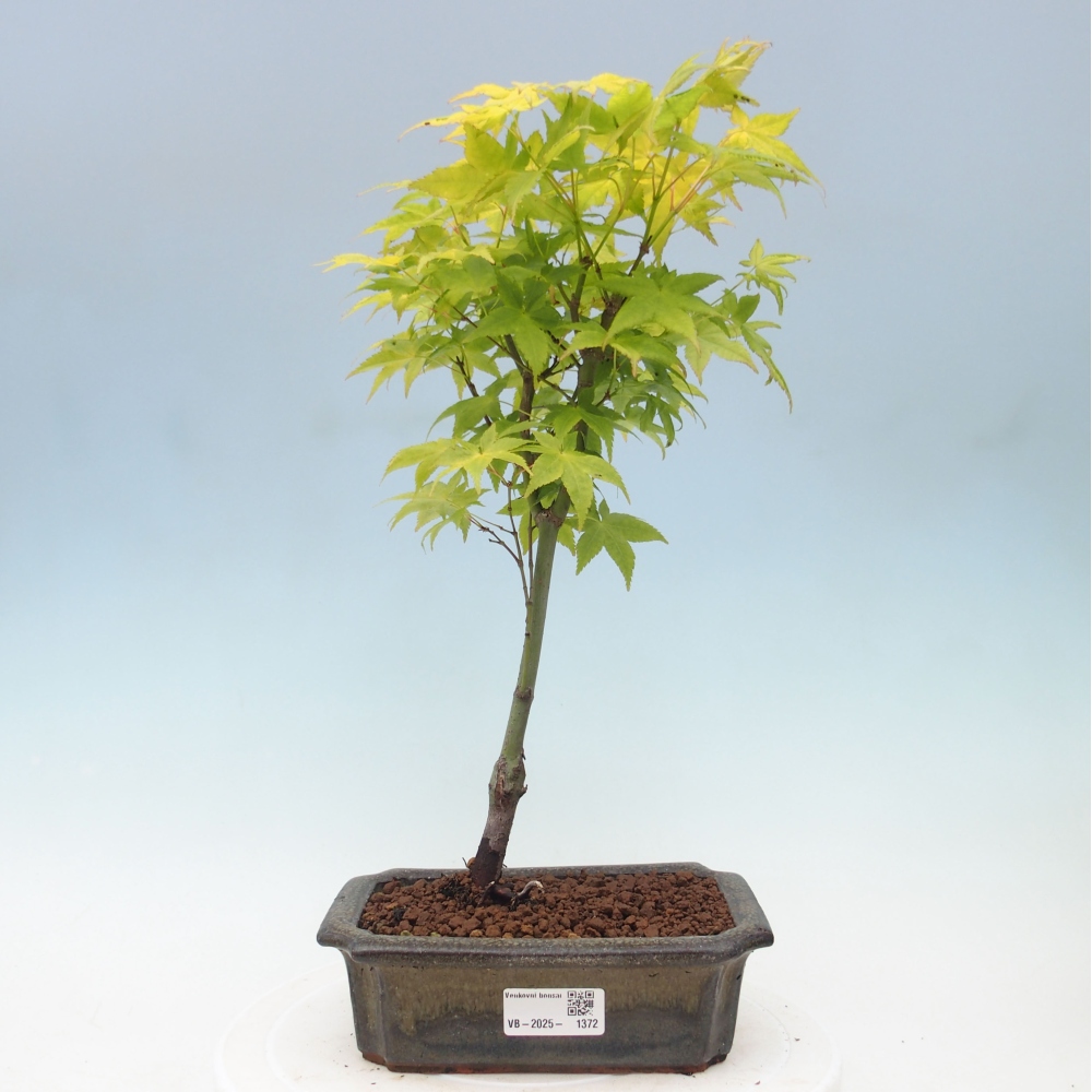 Acer palmatum Aureum - Goldener Palmahorn