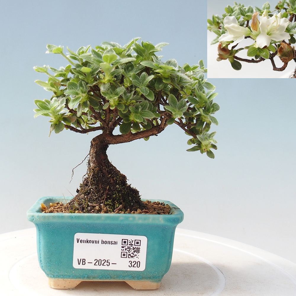 Outdoor-Bonsai - Rododendron indicum - Japanische Azalee