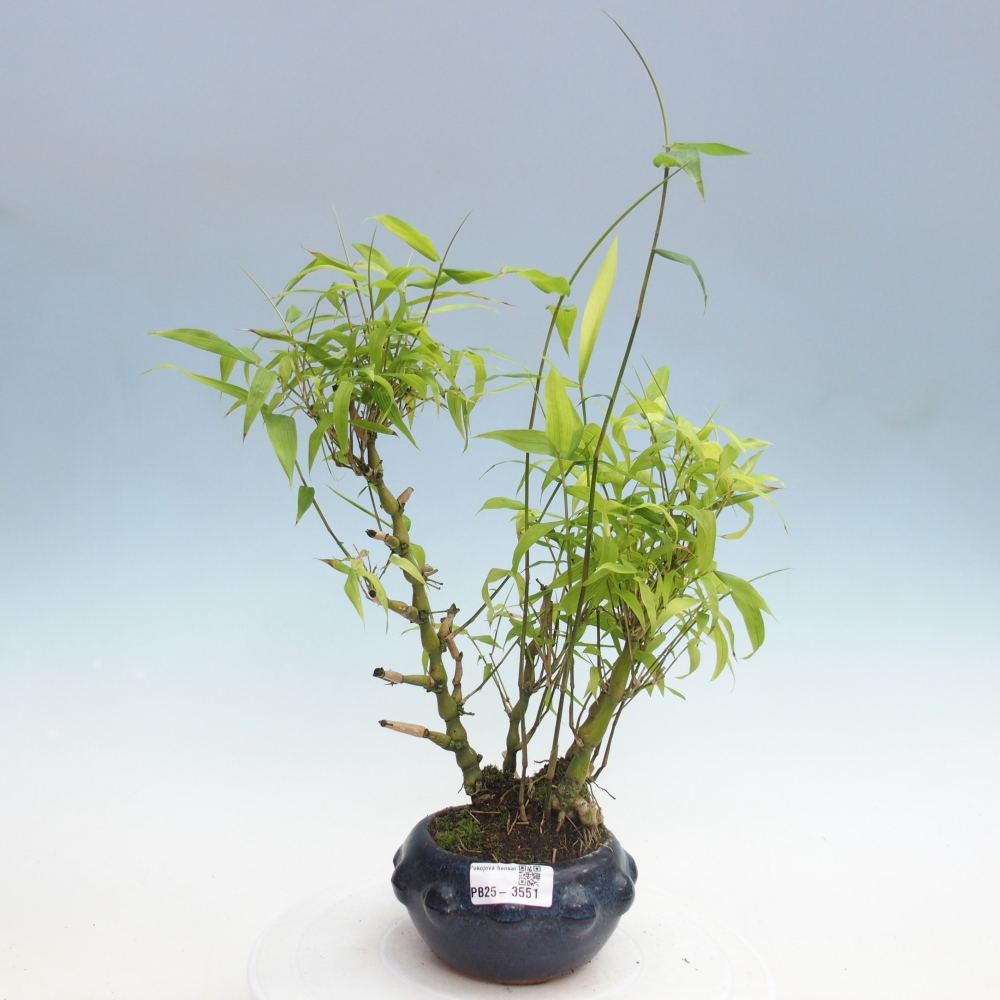 Zimmer Bonsai - Bambus budha-Bambus budha bauch