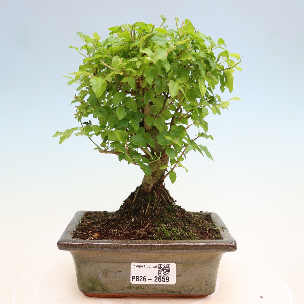 Zimmer Bonsai -Ligustrum chinensis - Vogelschnabel