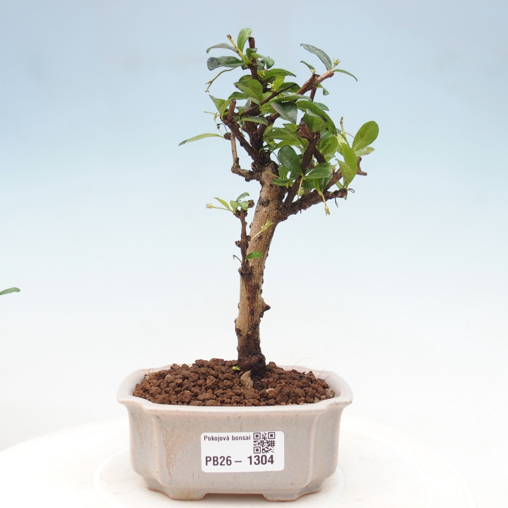 Zimmer-Bonsai - Carmona macrophylla - Tee-Fuki